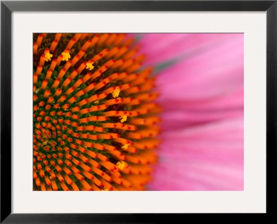 Close-Up Of A Cone Flower In The Summertime, Sammamish, Washington by Darrell Gulin Pricing Limited Edition Print image