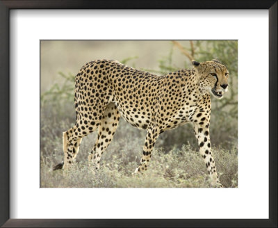 Close View Of A Cheetah Walking Through A Field (Acinonyx Jubatus) by Roy Toft Pricing Limited Edition Print image