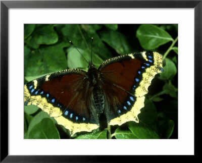 Camberwell Beauty, Female by Terry Button Pricing Limited Edition Print image