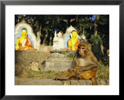 A Rhesus Monkey At The Swayambhunath Temple In Kathmandu by Michael Melford Pricing Limited Edition Print image
