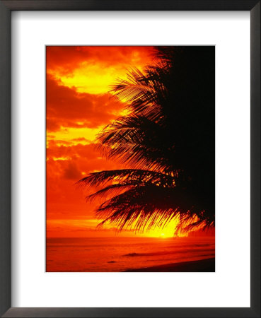 Palm Fronds Silhouetted By Sunset On The Coast, Corcovado National Park, Puntarenas, Costa Rica by Mark Newman Pricing Limited Edition Print image