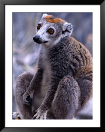 Crowned Maki. This Specie Lives Only In The North Of The Island, Madagascar by Olivier Cirendini Pricing Limited Edition Print image