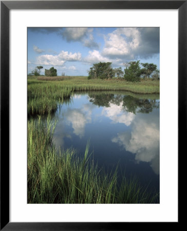 Morning Light On Chimney Creek Pond, Savannah, Georgia, Usa by Joanne Wells Pricing Limited Edition Print image