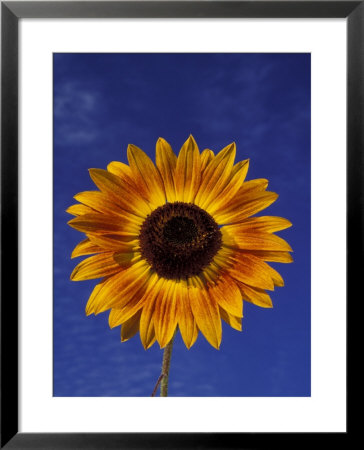 Sunflower And Blue Sky, Sammamish, Washington, Usa by Darrell Gulin Pricing Limited Edition Print image
