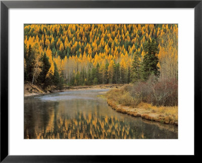 Larch Trees Reflect Into Mcdonald Creek, Glacier National Park, Montana, Usa by Chuck Haney Pricing Limited Edition Print image