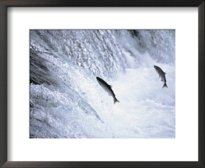 Sockeye Salmon Spawning, Katmai National Park, Ak by Stuart Westmoreland Pricing Limited Edition Print image