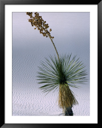 Yucca Plant, State Flower Of New Mexico, White Sands National Monument, New Mexico, Usa by Mark Newman Pricing Limited Edition Print image