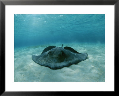 A Southern Stingray, Dasyatis Americana, Lies On A Sandy Sea Floor by Brian J. Skerry Pricing Limited Edition Print image