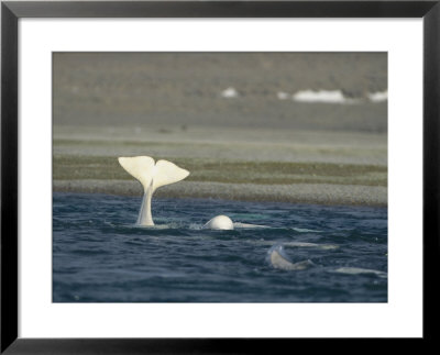 A Beluga Whale Lifts Its Tail From The Water by Norbert Rosing Pricing Limited Edition Print image