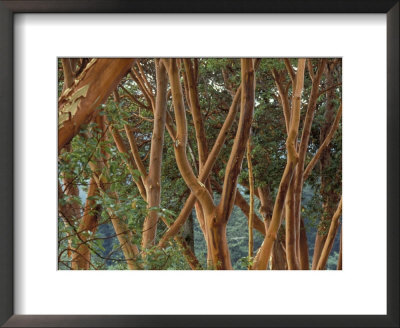 Madrona Trees On The San Juan Islands, Washington, Usa by John & Lisa Merrill Pricing Limited Edition Print image