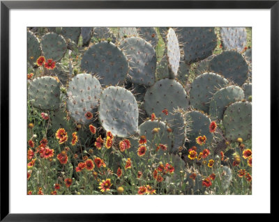 Cactus And Indian Blanket Flower, Moore, Texas, Usa by Darrell Gulin Pricing Limited Edition Print image