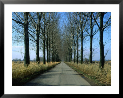 Tree-Lined Country Road In The South-East Region, Poland by Krzysztof Dydynski Pricing Limited Edition Print image