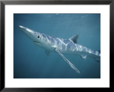 A Blue Shark Swims Through The Sea by Bill Curtsinger Pricing Limited Edition Print image