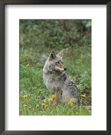Coyote With Wildflowers by Norbert Rosing Pricing Limited Edition Print image