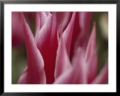 A Close View Of Pink Tulip Petals by Todd Gipstein Pricing Limited Edition Print image