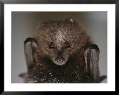 Close View Of A Rare Rodrigues Fruit Bat by Joel Sartore Pricing Limited Edition Print image