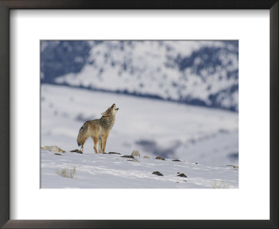 A Coyote Howls While Out On The Snow-Covered Terrain by Tom Murphy Pricing Limited Edition Print image