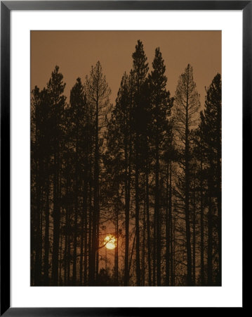The Sun Sets Behind A Smoke-Choked Wood Of Lodgepole Pines by Raymond Gehman Pricing Limited Edition Print image