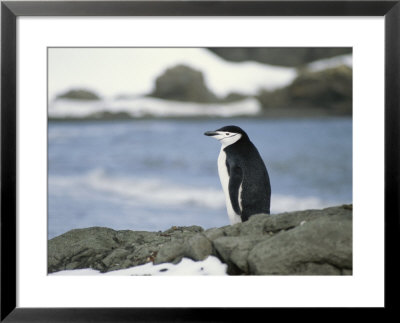 Chinstrap Penguin by Gordon Wiltsie Pricing Limited Edition Print image