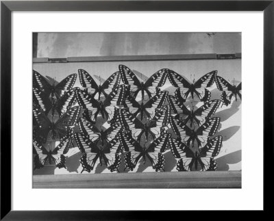 Author Vladimir Nabokov's Butterfly Collection by Carl Mydans Pricing Limited Edition Print image