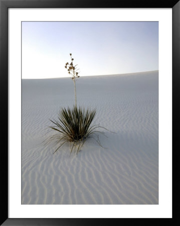 Nm, White Sands Natl Monument, Yucca Plant by Walter Bibikow Pricing Limited Edition Print image