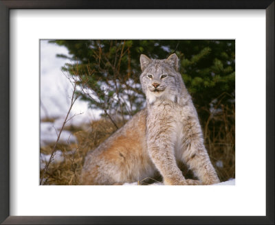 Lynx In Snow by Don Grall Pricing Limited Edition Print image