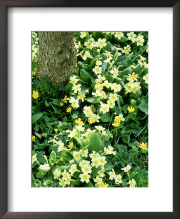 Carpet Of Primroses (Primula Vulgaris) Growing Under Tree Spring by Mark Bolton Pricing Limited Edition Print image