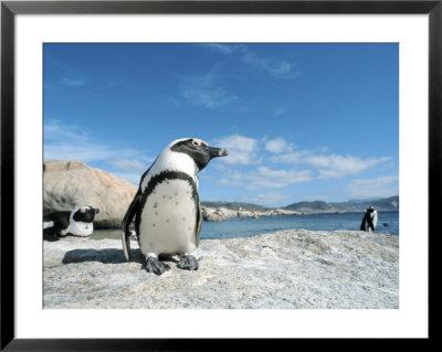 Penguin, Outside Cape Town, South Africa by Jacob Halaska Pricing Limited Edition Print image