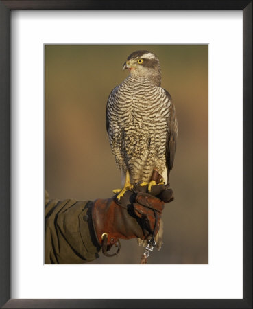 Goshawk, Adult Perched On Falconers Glove, Scotland by Mark Hamblin Pricing Limited Edition Print image