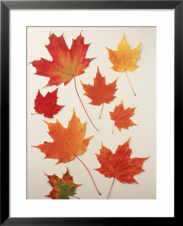 Maple Leaves In Fall by Preston Lyon Pricing Limited Edition Print image