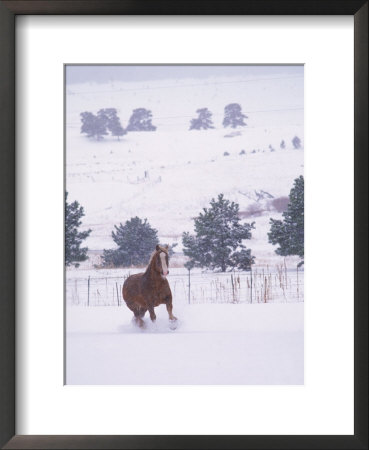 Horse Running Through Snow by Kathy Heister Pricing Limited Edition Print image