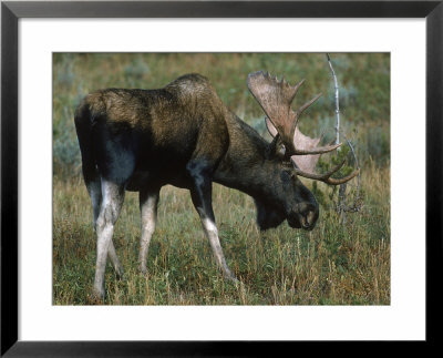 Bull Moose by David White Pricing Limited Edition Print image