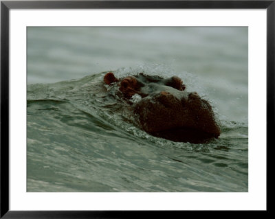 A Hippopotamus (Hippopotamus Amphibius) Nearly Submerged In The Surf by Michael Nichols Pricing Limited Edition Print image