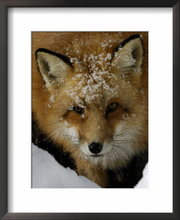 Red Fox, Winter, Usa by Daniel Cox Pricing Limited Edition Print image