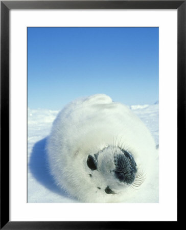 Harp Seal, Phoca Groenlandica Fat White Coat Pup Quebec, Canada by Norbert Rosing Pricing Limited Edition Print image