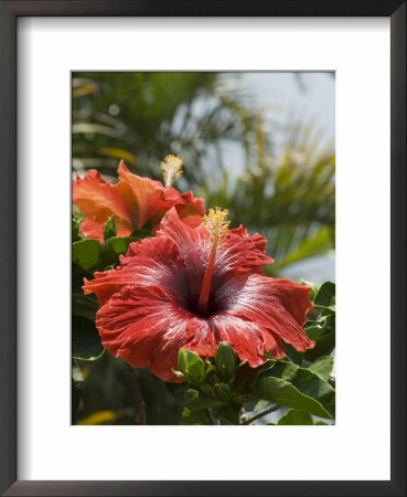 Hibiscus, Costa Rica by Robert Harding Pricing Limited Edition Print image