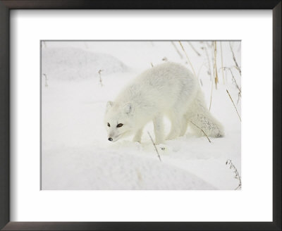 Arctic Fox (Alopex Lagopus) In Snow, Churchill, Manitoba, Canada, North America by James Hager Pricing Limited Edition Print image