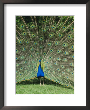 Male Peacock (Pavo Cristatus) Fanning Tail by Walter Rawlings Pricing Limited Edition Print image