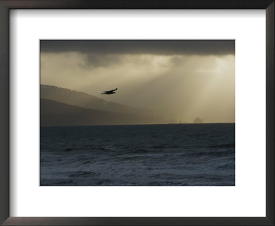 A Silhouetted Northern American Bald Eagle Soars Through Overcast Skies by Norbert Rosing Pricing Limited Edition Print image