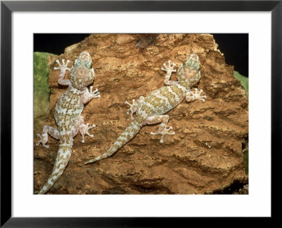 Big Headed Gecko, Male And Female by Andrew Bee Pricing Limited Edition Print image
