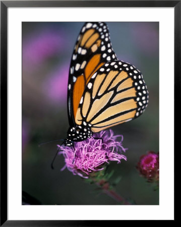 Monarch Butterfly On Northern Blazing Star Flower, New Hampshire, Usa by Jerry & Marcy Monkman Pricing Limited Edition Print image