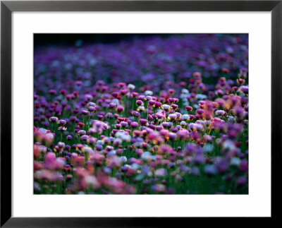 Field Of Wildflowers, Australia by Chris Mellor Pricing Limited Edition Print image