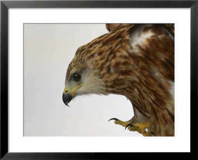 Red Kite by Les Stocker Pricing Limited Edition Print image