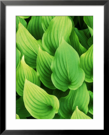 Hosta Nakaiana by Mark Bolton Pricing Limited Edition Print image