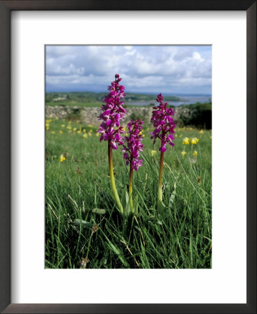 Early Purple Orchid (Orchis Mascula), Arnside Knott, Heathwaite, Cumbria, England by Steve & Ann Toon Pricing Limited Edition Print image