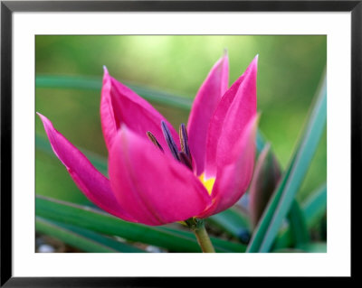Tulipa Humilis Eastern Star, Close-Up Of Pink Flower Head, March by Lynn Keddie Pricing Limited Edition Print image