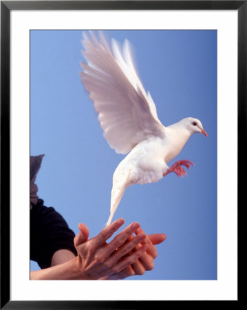Man Releasing A Dove by Jim Mcguire Pricing Limited Edition Print image