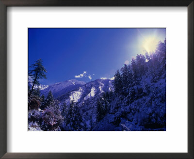 Snow Covered Forest On Jomson Trek On Annapurna Circuit, Jomsom, Nepal by Chris Mellor Pricing Limited Edition Print image