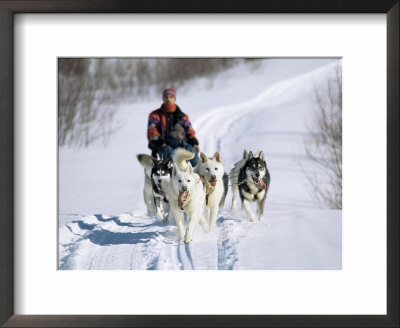 Dog Sleigh, Province Of Quebec, Canada by Bruno Morandi Pricing Limited Edition Print image