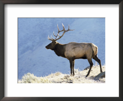 Elk, Yellowstone National Park, Wyoming, Usa by Roy Rainford Pricing Limited Edition Print image
